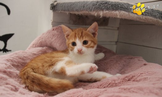 Katze Balu (Foto by Tiereck.at - Lavanttaler Tierhilfe)