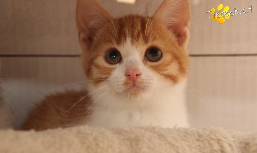 Katze Balu (Foto by Tiereck.at - Lavanttaler Tierhilfe)
