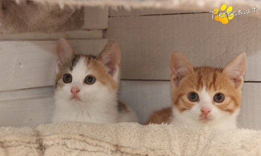Katze Balu (Foto by Tiereck.at - Lavanttaler Tierhilfe)