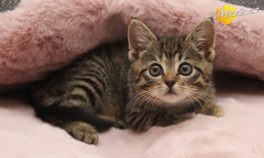 Katze Lucky (Foto by Tiereck.at - Lavanttaler Tierhilfe)