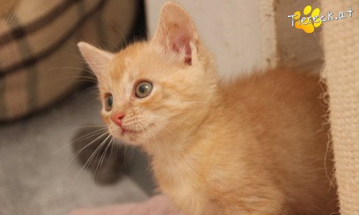 Katze Fernando (Foto by Tiereck.at - Lavanttaler Tierhilfe)