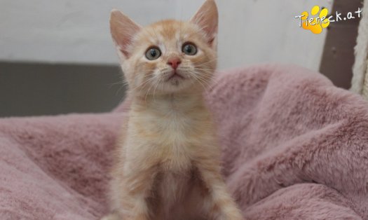 Katze Fernando (Foto by Tiereck.at - Lavanttaler Tierhilfe)