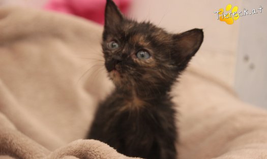 Katze Penelope (Foto by Tiereck.at - Lavanttaler Tierhilfe)