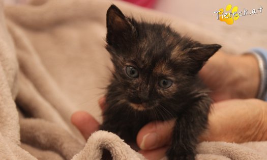 Katze Penelope (Foto by Tiereck.at - Lavanttaler Tierhilfe)