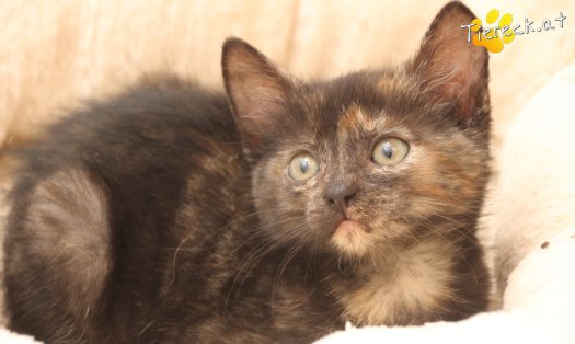 Katze Penelope (Foto by Tiereck.at - Lavanttaler Tierhilfe)