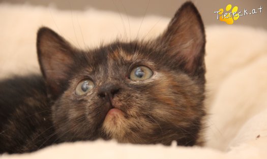 Katze Penelope (Foto by Tiereck.at - Lavanttaler Tierhilfe)