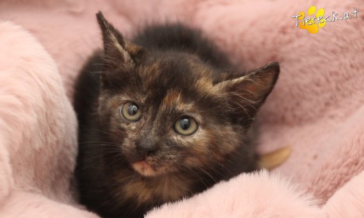 Katze Penelope (Foto by Tiereck.at - Lavanttaler Tierhilfe)