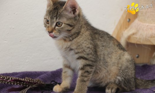 Katze Kira (Foto by Tiereck.at - Lavanttaler Tierhilfe)