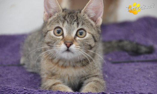 Katze Kira (Foto by Tiereck.at - Lavanttaler Tierhilfe)