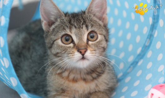 Katze Kira (Foto by Tiereck.at - Lavanttaler Tierhilfe)