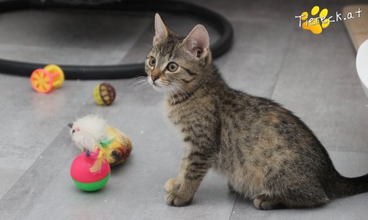 Katze Kira (Foto by Tiereck.at - Lavanttaler Tierhilfe)