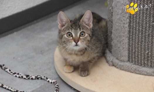 Katze Kira (Foto by Tiereck.at - Lavanttaler Tierhilfe)