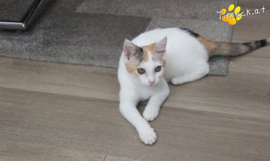 Katze Tinkerbell (Foto by Tiereck.at - Lavanttaler Tierhilfe)