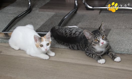 Katze Tinkerbell (Foto by Tiereck.at - Lavanttaler Tierhilfe)