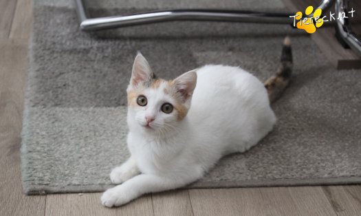 Katze Tinkerbell (Foto by Tiereck.at - Lavanttaler Tierhilfe)