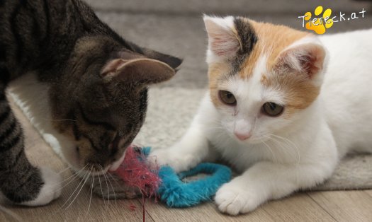 Katze Tinkerbell (Foto by Tiereck.at - Lavanttaler Tierhilfe)