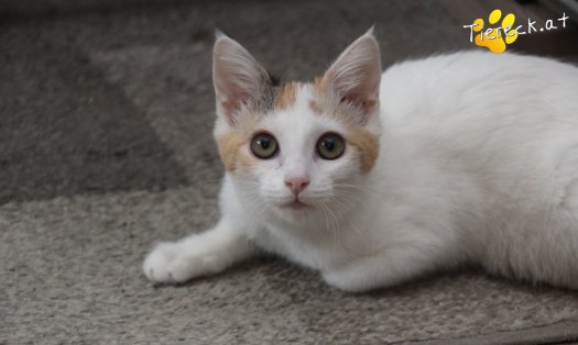 Katze Tinkerbell (Foto by Tiereck.at - Lavanttaler Tierhilfe)