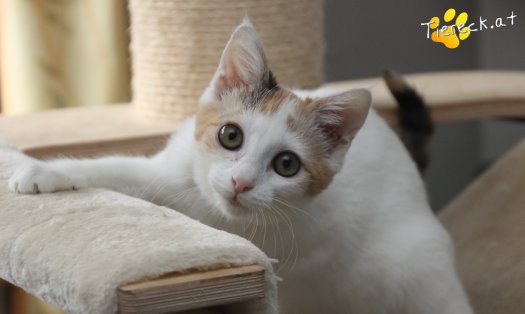 Katze Tinkerbell (Foto by Tiereck.at - Lavanttaler Tierhilfe)