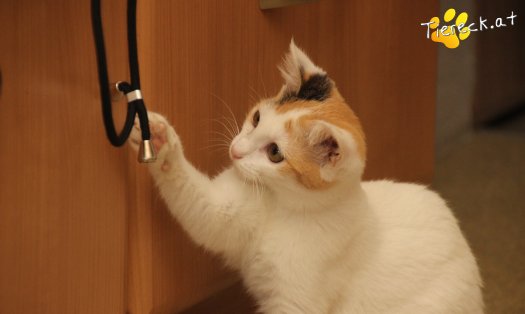 Katze Tinkerbell (Foto by Tiereck.at - Lavanttaler Tierhilfe)