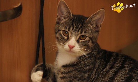 Katze Leo (Foto by Tiereck.at - Lavanttaler Tierhilfe)