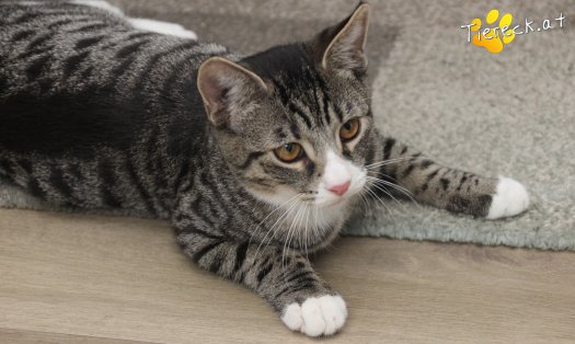 Katze Leo (Foto by Tiereck.at - Lavanttaler Tierhilfe)