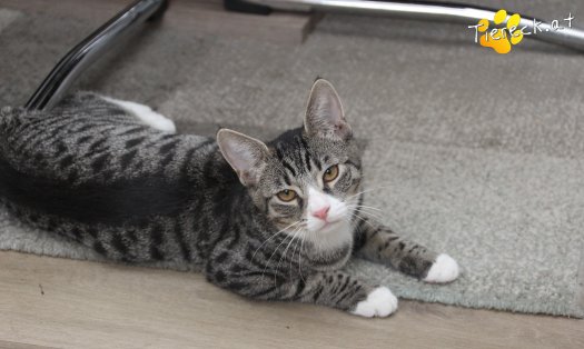 Katze Leo (Foto by Tiereck.at - Lavanttaler Tierhilfe)