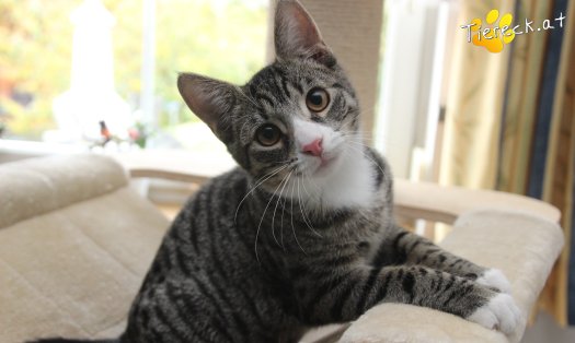 Katze Leo (Foto by Tiereck.at - Lavanttaler Tierhilfe)
