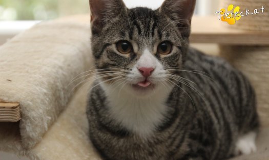 Katze Leo (Foto by Tiereck.at - Lavanttaler Tierhilfe)