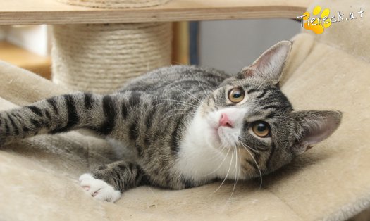 Katze Leo (Foto by Tiereck.at - Lavanttaler Tierhilfe)