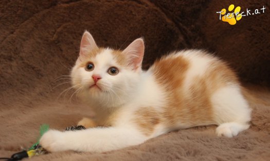 Katze Nissi