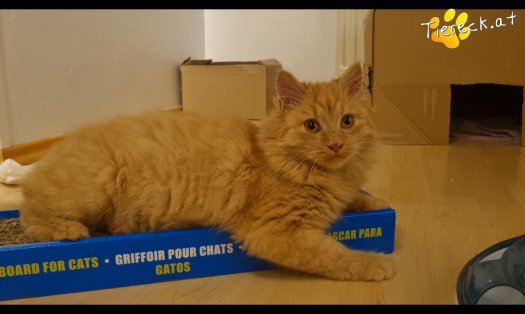 Katze James (Foto by Tiereck.at - Lavanttaler Tierhilfe)