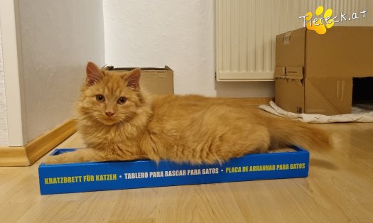 Katze James (Foto by Tiereck.at - Lavanttaler Tierhilfe)