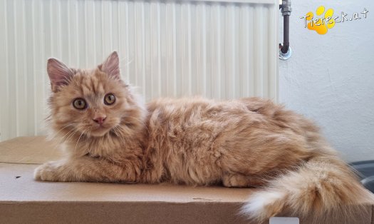 Katze James (Foto by Tiereck.at - Lavanttaler Tierhilfe)