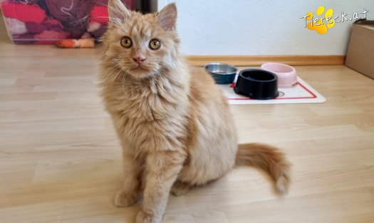 Katze James (Foto by Tiereck.at - Lavanttaler Tierhilfe)