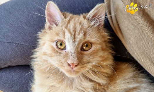 Katze James (Foto by Tiereck.at - Lavanttaler Tierhilfe)