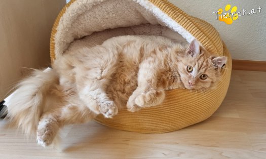 Katze James (Foto by Tiereck.at - Lavanttaler Tierhilfe)