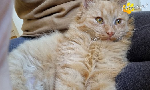Katze James (Foto by Tiereck.at - Lavanttaler Tierhilfe)