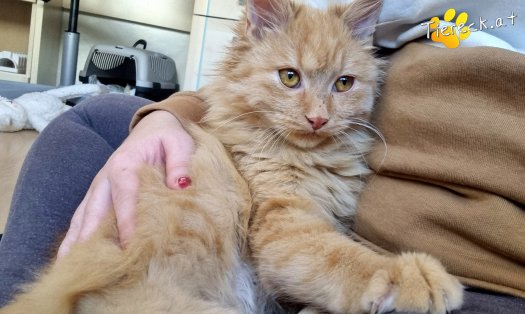 Katze James (Foto by Tiereck.at - Lavanttaler Tierhilfe)