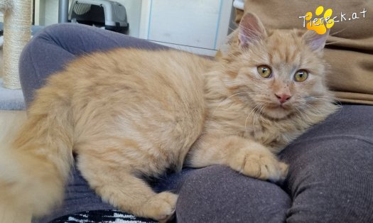 Katze James (Foto by Tiereck.at - Lavanttaler Tierhilfe)