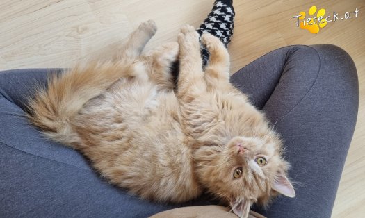 Katze James (Foto by Tiereck.at - Lavanttaler Tierhilfe)