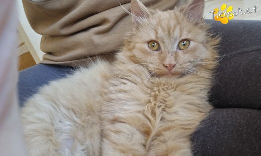 Katze James (Foto by Tiereck.at - Lavanttaler Tierhilfe)
