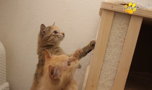 Katze Poldi (Foto by Tiereck.at - Lavanttaler Tierhilfe)