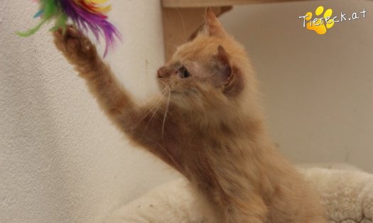 Katze Poldi (Foto by Tiereck.at - Lavanttaler Tierhilfe)