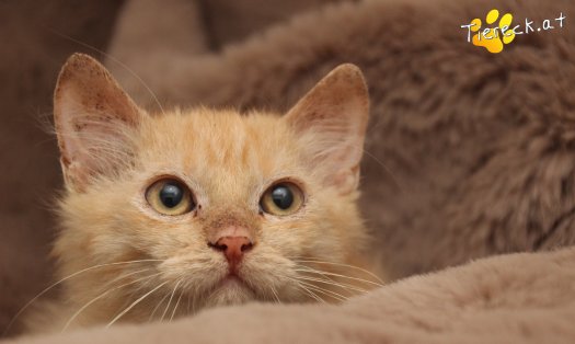 Katze Poldi (Foto by Tiereck.at - Lavanttaler Tierhilfe)