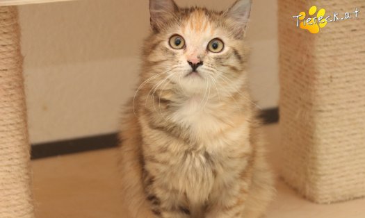 Katze Rosi (Foto by Tiereck.at - Lavanttaler Tierhilfe)