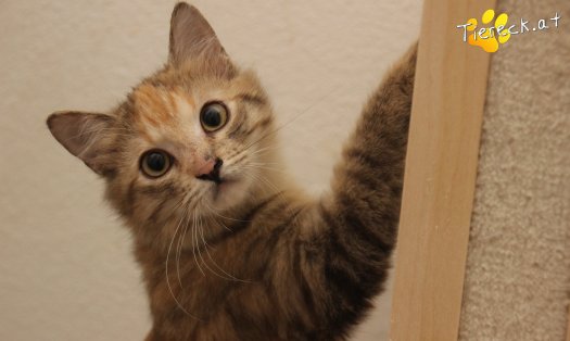 Katze Rosi (Foto by Tiereck.at - Lavanttaler Tierhilfe)