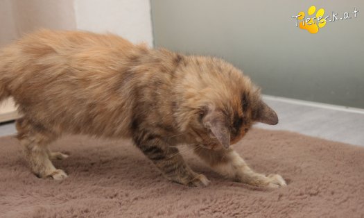 Katze Rosi (Foto by Tiereck.at - Lavanttaler Tierhilfe)