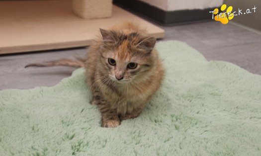 Katze Rosi (Foto by Tiereck.at - Lavanttaler Tierhilfe)
