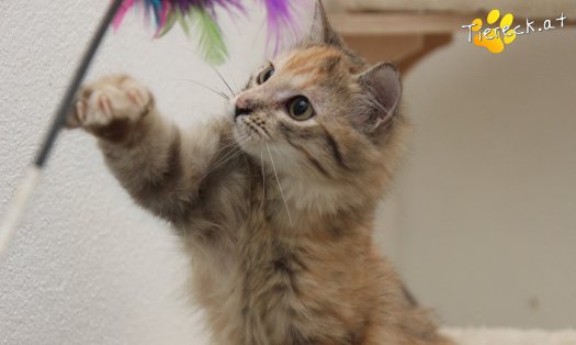 Katze Rosi (Foto by Tiereck.at - Lavanttaler Tierhilfe)
