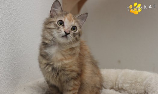 Katze Rosi (Foto by Tiereck.at - Lavanttaler Tierhilfe)